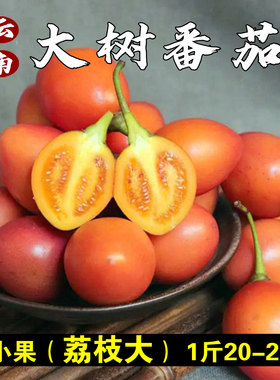 德宏树番茄云南傣族蘸水佐料鸡蛋果做番茄酱洋酸茄老品种大树番茄