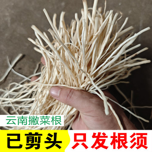 云南撇菜根纯根须佤味牛皮菜根德宏大韭菜根新鲜蔬菜苤菜根不带头