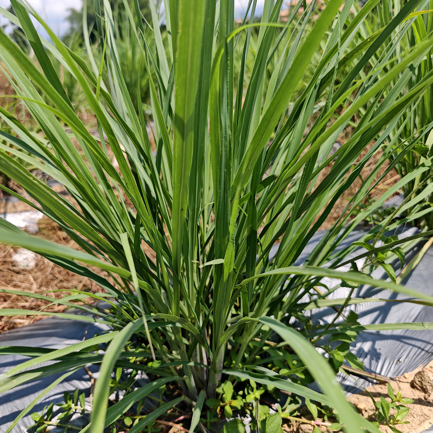 新鲜香茅草带叶泰国品种云南鱼香草植物烤鱼炸排骨泡茶水喝柠檬草