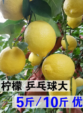 3斤/5斤/10斤 新鲜黄柠檬 奶茶店迷你小柠檬 云南德宏柠檬 一级果