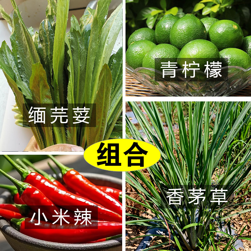 多种佐料组合 云南缅芫荽香茅草青柠檬小米辣 德宏香柳叶蘸水调料