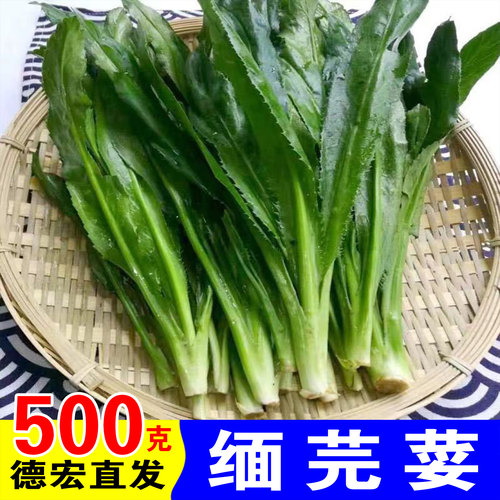 云南缅芫荽新鲜大香菜香茅草柠檬草德宏蘸水佐料卤菜炖肉火锅调料