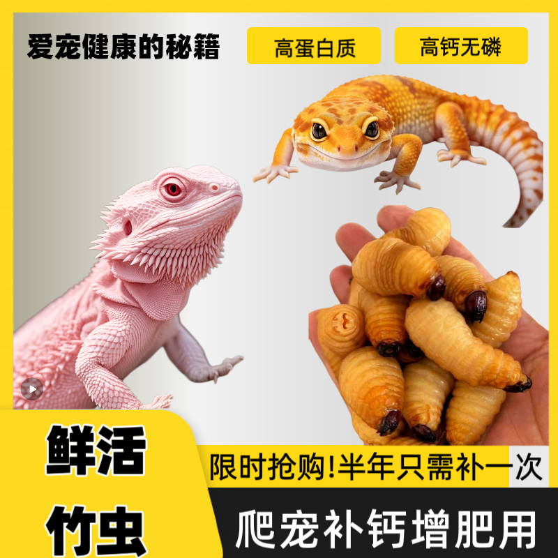 守宫食物守宫吃的虫子守宫粮蜥蜴吃的虫鬃狮蜥守宫活虫爬宠活体料