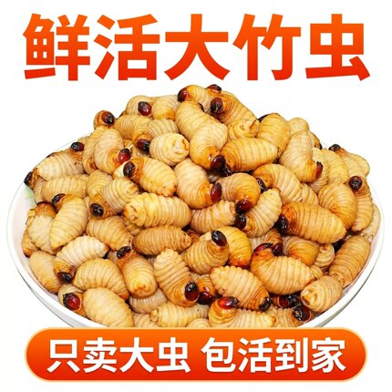 鲜活竹虫新鲜竹笋虫椰子虫竹子虫仓鼠食用昆虫大全蚕蛹包活到家