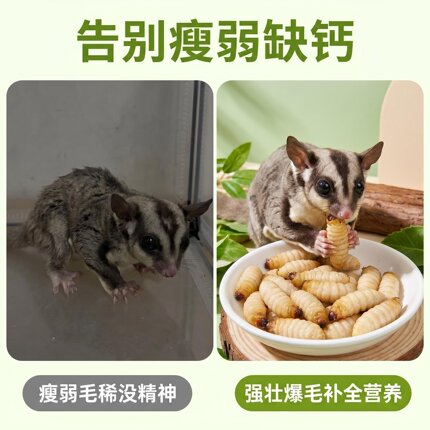 蜜袋鼯吃虫子活虫竹虫蜜袋鼯饲料粮食玉米虫角蛙葡萄蜜虫仓鼠饲料