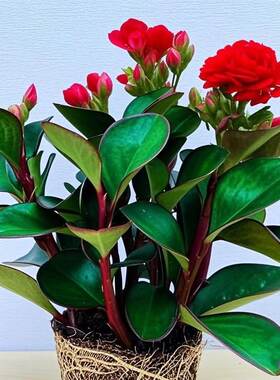 碧玉四季常青开花盆栽