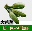 新鲜芭蕉海南大蕉水果香蕉酸甜牛角蕉banana5斤广东特产非苹果蕉