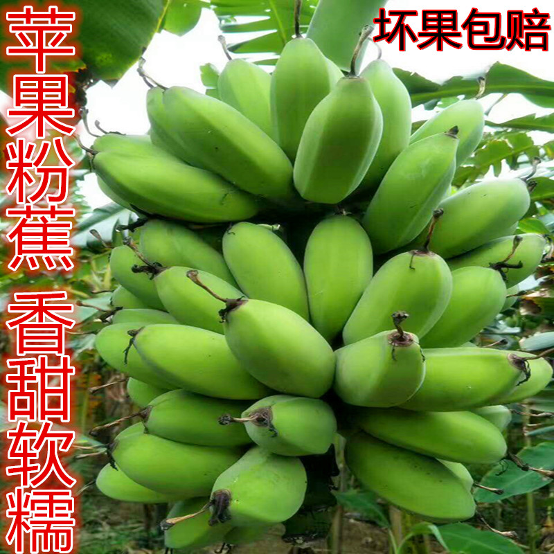 香蕉新鲜banana水果小米蕉苹果蛋蕉5斤粉蕉芭蕉非广西海南-封面