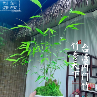 内门竹盆栽国风绿植禅意空灵室内茶室客厅玄关桌面盆景