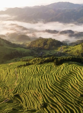 湖南娄底新化紫鹊界高山梯田米老种子常规稻米贵米象牙白米2500克