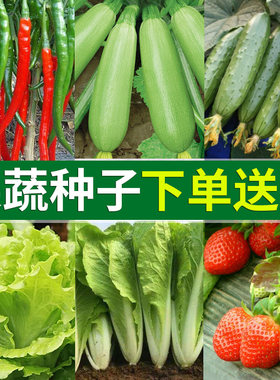 送鸡粪蔬菜种子夏季番茄菜籽黄瓜