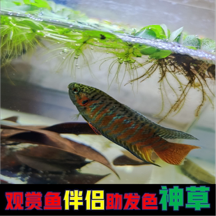 观赏鱼国斗鱼助发色水草浮萍水培鱼缸池养鱼水草植物懒人造景装 饰