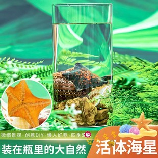 宠物活物生态瓶海星海水鱼观赏海水生物创意微景观生态小鱼缸摆件