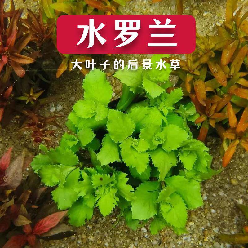 水罗兰水草古法养鱼造景材料水族箱水培后景阴性草微景观植物阳台