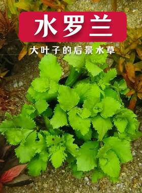水罗兰水草古法养鱼造景材料水族箱水培后景阴性草微景观植物阳台