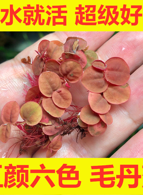 鱼缸造景肚兜浮萍水草圆心萍槐叶萍红毛丹水边水草活体造景装饰