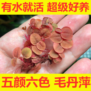 鱼缸造景肚兜浮萍水草圆心萍槐叶萍红毛丹水边水草活体造景装 饰