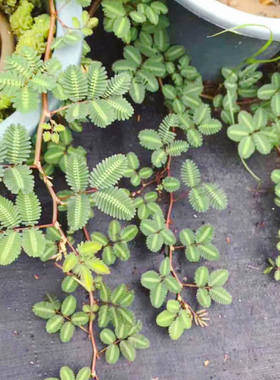 水生含羞草水生水培植物花卉水草浮萍养鱼龟虾缸阳台室内盆栽绿植