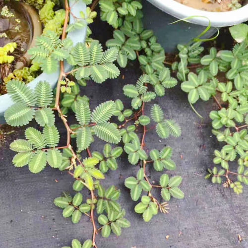水生含羞草水生水培植物花卉水草浮萍养鱼龟虾缸阳台室内盆栽绿植