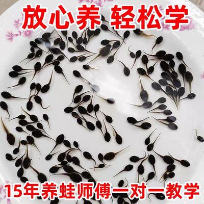 小蝌蚪幼苗养殖青蛙蝌蚪送饲料幼儿园上课活的小蝌蚪包活水族宠物