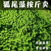 狐尾藻鱼缸造景植物净化水质养殖水培小龙虾水草淡水盆栽狐尾草