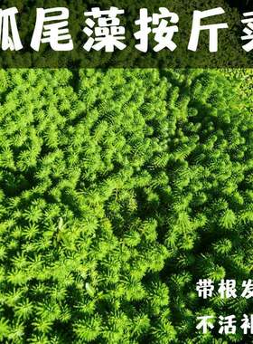 狐尾藻鱼缸造景植物净化水质养殖水培小龙虾水草淡水盆栽狐尾草