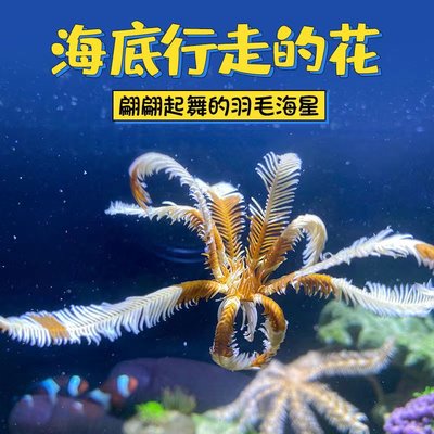 羽毛海星海缸海水观赏鱼