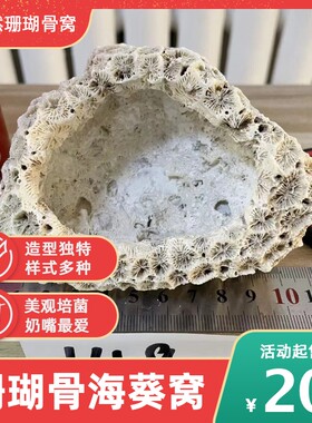 海葵窝珊瑚窝珊瑚海水包邮奶嘴窝