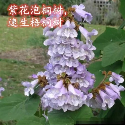 泡桐树苗小苗兰考紫花泡桐中国老梧桐速生泡桐庭院别墅风景树耐寒
