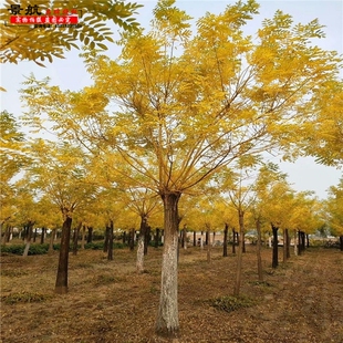 黄金槐金枝国槐树苗黄金槐树苗黄金槐嫁接黄金槐小苗工程绿化树苗