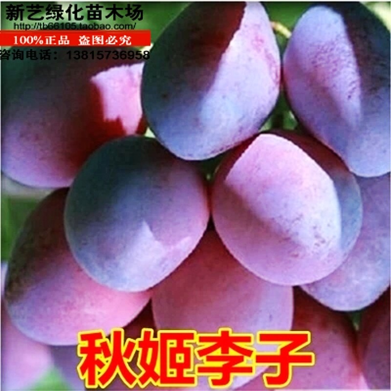 李子苗秋姬李子树苗当年结果庭院盆栽地栽嫁接李子果树苗口感香甜