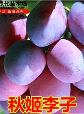 庭院盆栽地栽嫁接香甜李子树苗