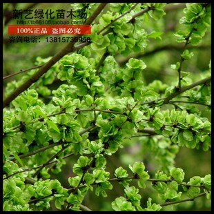 庭院树苗榆钱树苗榆钱树可以吃的榆钱树苗树盆景素材地栽白榆树苗