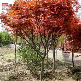 鸡爪槭种子血红鸡爪槭庭院绿化彩色苗木红枫树鸡爪槭小苗种子