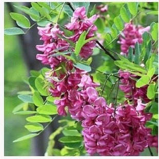 槐树苗香花槐红花槐黄花槐香花槐紫花槐黄花槐树苗彩色槐树苗