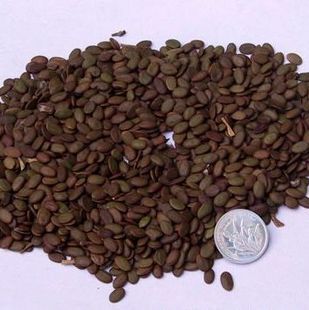 花木种子合欢种子合欢树种子绒花树金合欢银合欢观赏树木种子