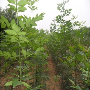 速生白蜡速生白蜡小苗白蜡树苗庭院别墅行道绿化树苗