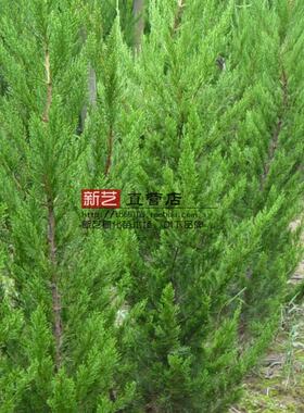 四季常青篱笆树苗庭院绿化