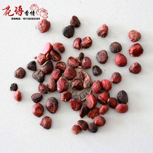 玉兰树种子新采林木种子玉兰种子广玉兰白玉兰紫玉兰黄玉兰种子