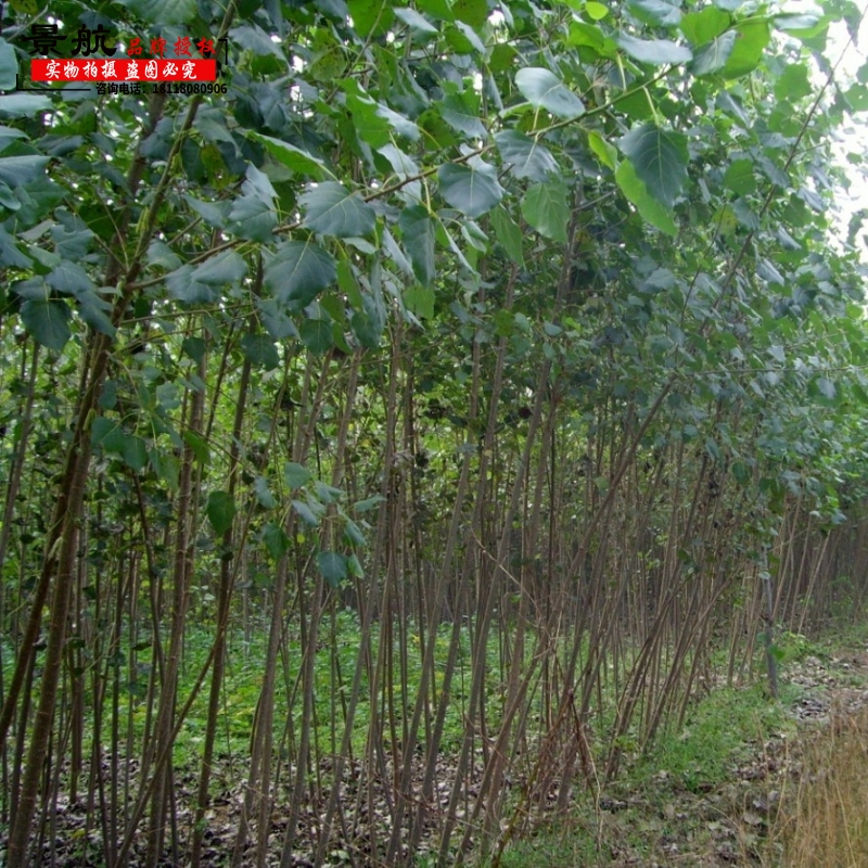 白杨树苗速生无絮扦插杨树苗