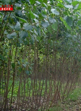 白杨树苗白杨速生无絮杨扦插苗杨树条杨树苗107108速生无絮杨树苗