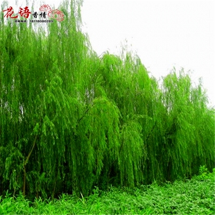 垂柳苗旱柳直柳河柳江柳垂柳柳树苗工程绿化苗木行道树苗风景树苗