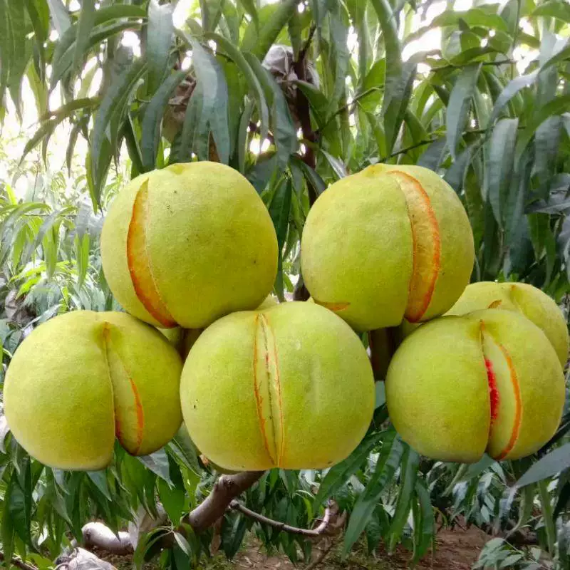 山东丑桃裂口桃子冬桃爆炸桃蜜桃脆桃新鲜脆甜现摘现发沂蒙山晚桃