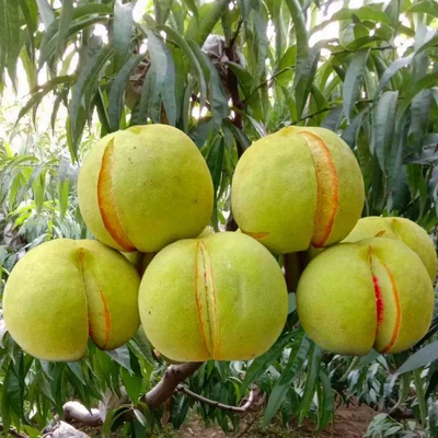 丑桃裂口桃子冬桃爆炸桃蜜桃脆桃新鲜脆甜现摘现发沂蒙山晚桃