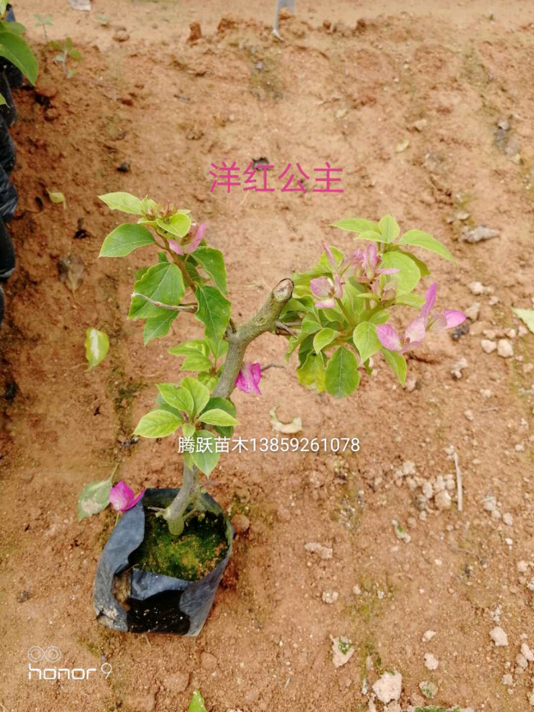 洋红公主三角梅本店满48元自动包邮