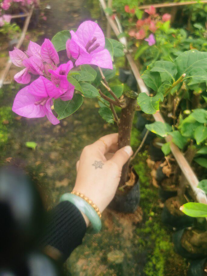 丁香紫三角梅鲜花腾跃苗木图片