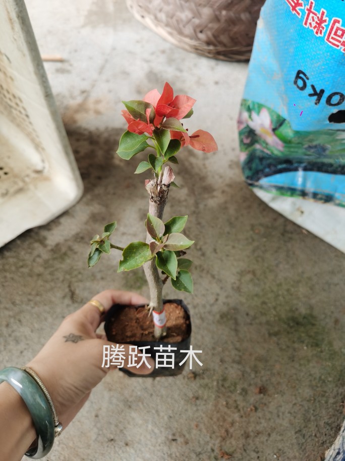 不甜西瓜，未熟西瓜三角梅 鲜花速递/花卉仿真/绿植园艺 造型盆景 原图主图