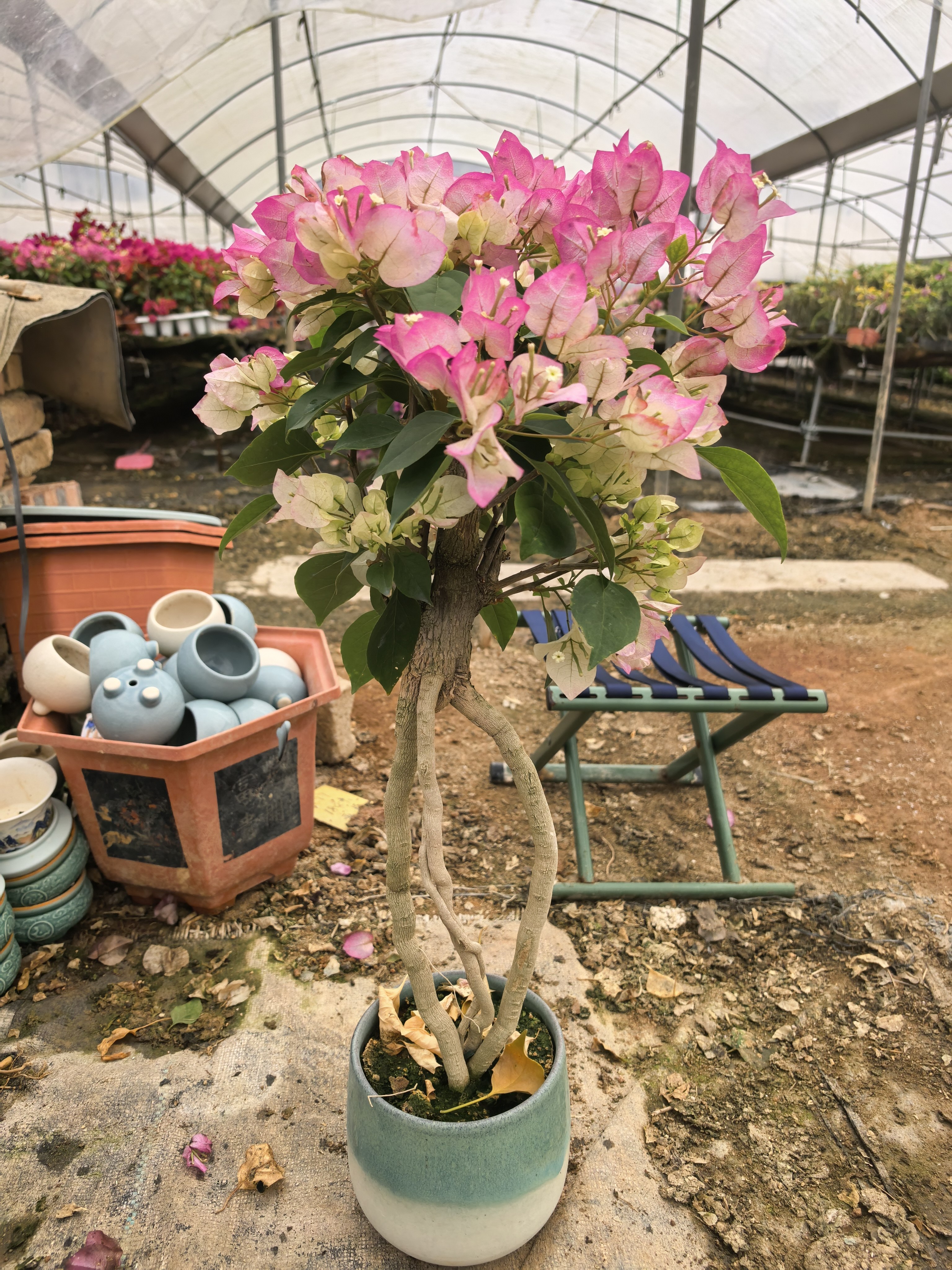 绿樱老桩三角梅高提根造型（适合桌子/小阳台）,鲜花速递/花卉仿真/绿植园艺,造型盆景,淘宝优惠券,粉丝福利购,淘宝优惠卷