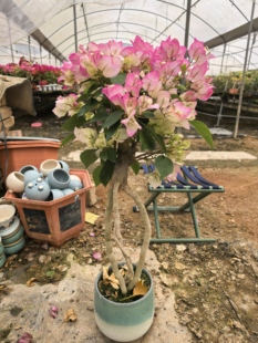 绿樱老桩三角梅高提根造型（适合桌子/小阳台）