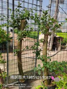 紫色高杆三角梅围墙庭院爬藤